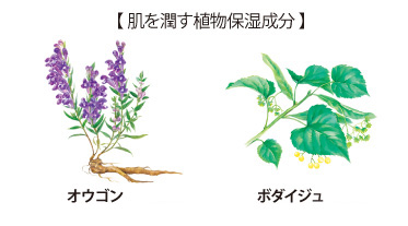 肌を潤す植物保湿成分