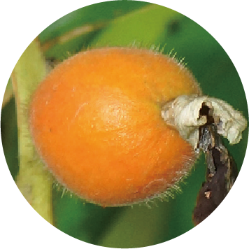 アルビニアカツマダイ